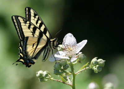 Tiger Swallowtail