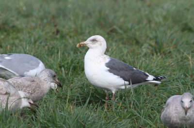 Slaty-backed Gull Wenzel Slough Road 11 Mar 08