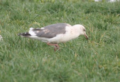 Presumed 3rd cycle Slaty-backed Gull