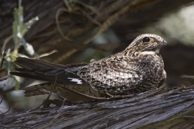 Nightjars