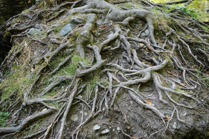 Roots