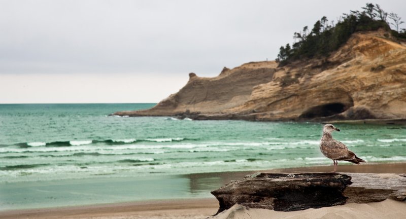 Gull, Cape Kiwanda State Park, Oregon Coast