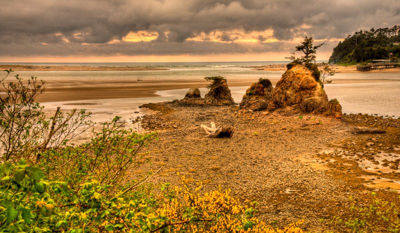 Trees on rocks, Oregon Coast
