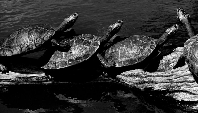 Turtles