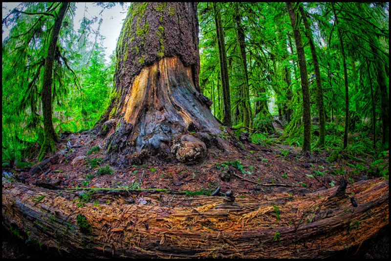Forest elder