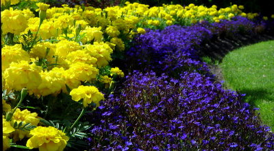 Yellow-Violet-Green