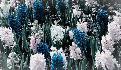 Blue fantasy
