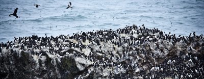 Flying over the Murres, Yaquina Head Natural Area, Oregon Coast