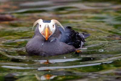 The maestro, Tufted Puffin