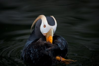 Water dance, Tufted Puffin, Oregon Coast Aquarium