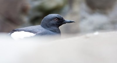 Pigeon Guillemot