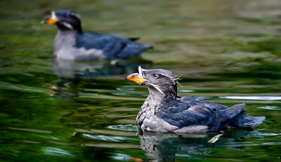 Rhinoceros Auklets, Oregon Coast Aquarium