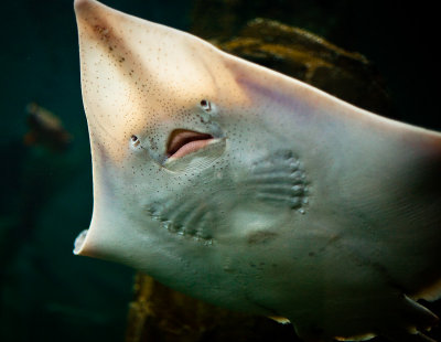 The Face, Ray, Oregon Coast Aquarium