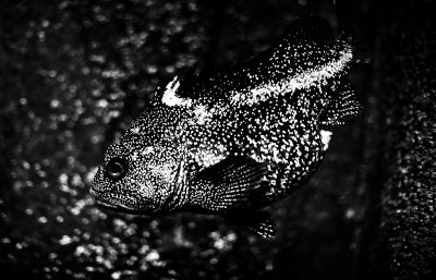Fish, Oregon Coast Aquarium