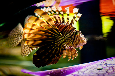 Lionfish, Oregon Coast Aquarium
