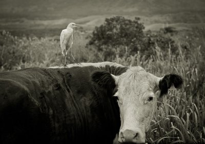Egret and cow, Kauai, Hawaii