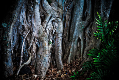 Banyan tree, Kailua Kona, Big Island, Hawaii