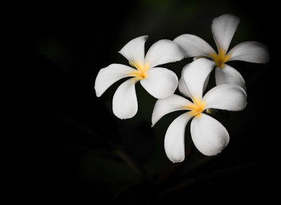 Plumeria