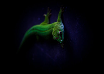 Gecko in the dark