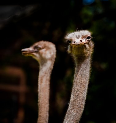 Two-headed Ostrich  : )