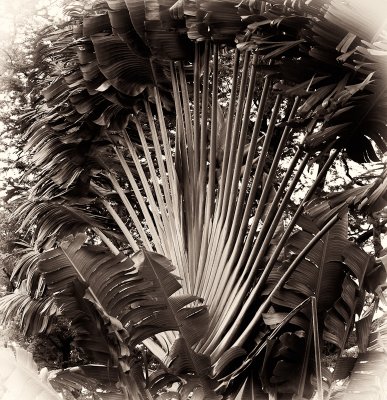 Palm fan