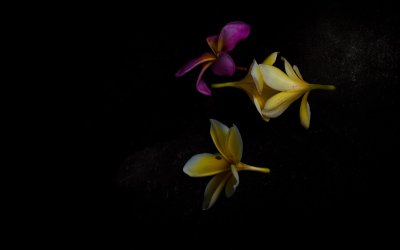 Flower offering