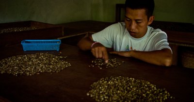 Separating coffee bean (male from female)