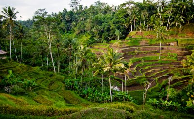 Rice Terrace, Bali, Indonesia