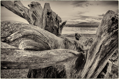 Driftwood in Rathtrevor Beach Park, Vancouver Island