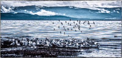 Seagulls in Rathtrevor Beach Park, Vancouver Island