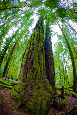 Forest giants