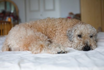 I love mum's goose down quilt, it's so soft!