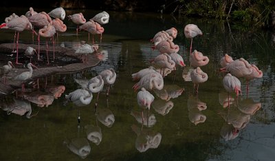 Let's Go, flaminGo, Animal Kingdom Park, Disney World