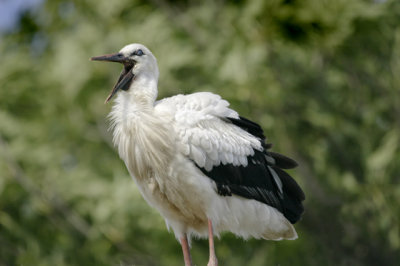 White Stork (Ciconia ciconia)