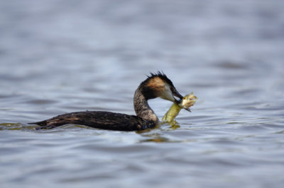 Great Crested Grebe (Podiceps cristatus)