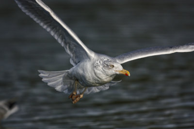 Herring Gull(Larus argentatus)