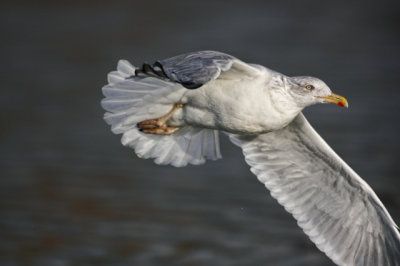 Herring Gull(Larus argentatus)