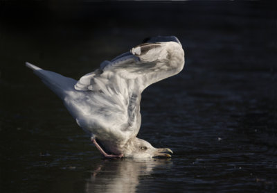 Common Gull (Larus canus)