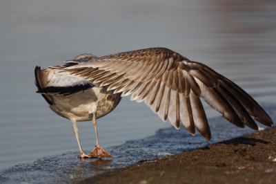 Common Gull (Larus canus)