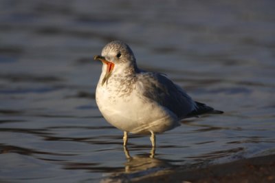 Common Gull (Larus canus)