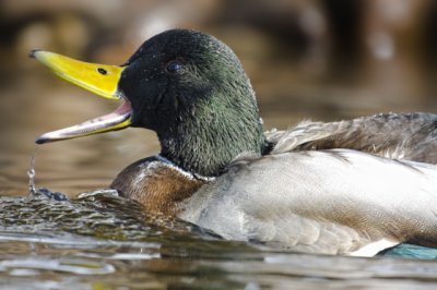 Mallard (Anas platyrhynchos)