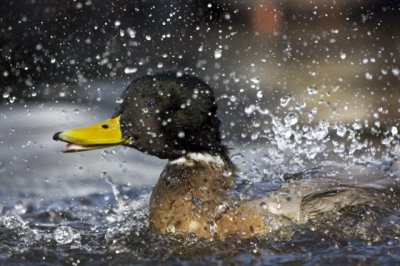 Mallard (Anas platyrhynchos)