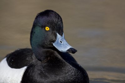 Tufted Duck.Male ( Aythya fuligula)