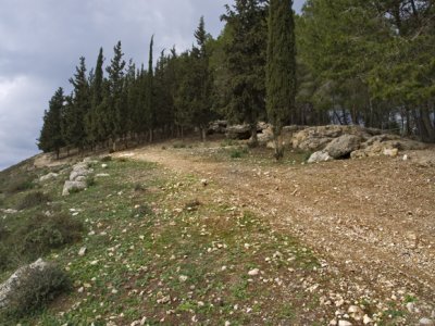 A walk in the forest.