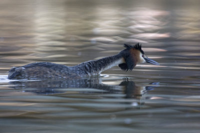 Great Crested Grebe (Podiceps cristatus)