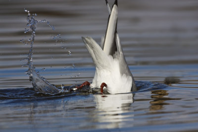 Black-headed Gull (Larus ridibundus)