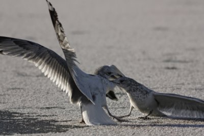 Common Gull (Larus canus)