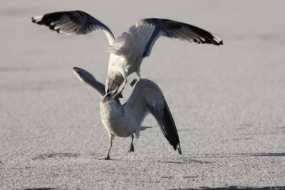 Common Gull (Larus canus)