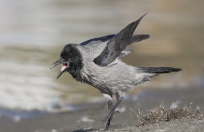 Hooded Crow (Corvus (corone) cornix)