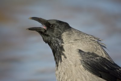 Hooded Crow (Corvus (corone) cornix)